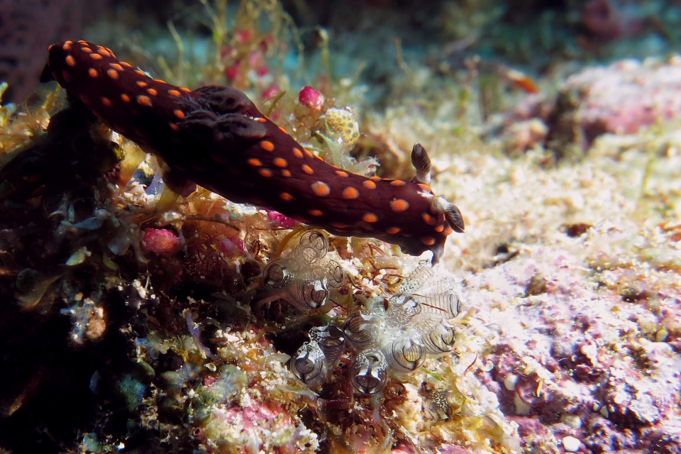 Nembrotha yonowae, Clavelina species