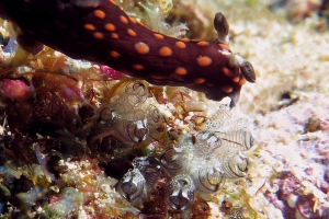 Nembrotha yonowae, Clavelina species