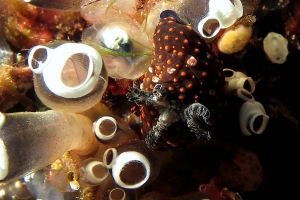 Nembrotha yonowae, Clavelina robusta