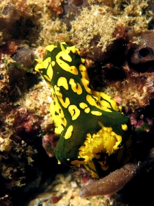 Notodoris gardineri