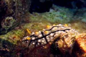 Phyllidia elegans