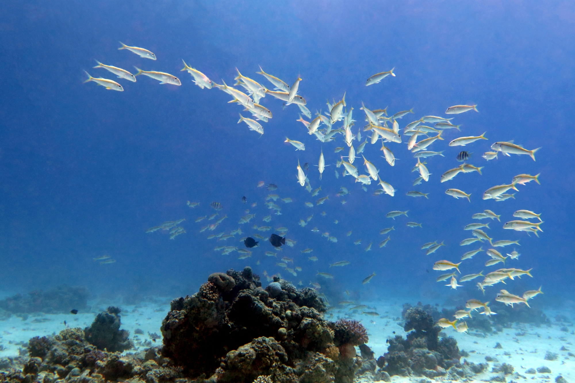 Mulloidichthys flavolineatus