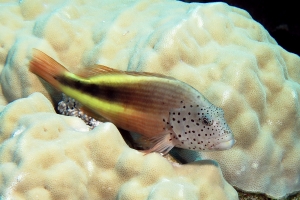 Paracirrhites forsteri, Porites lutea