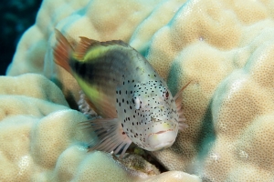 Paracirrhites forsteri, Porites lutea