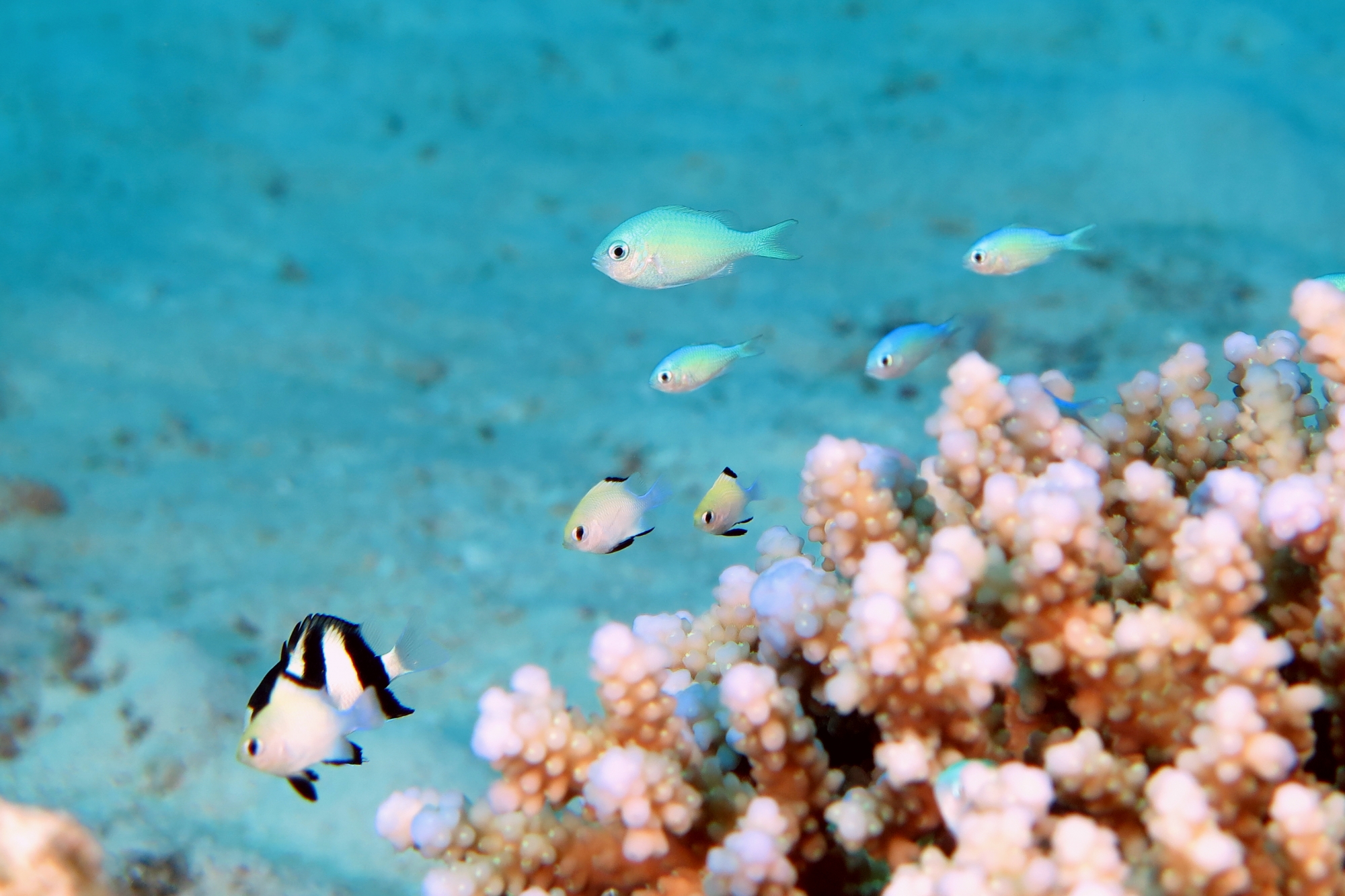 Chromis viridis, Dascyllus marginatus, Dascyllus aruanus