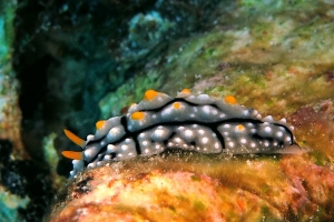 Phyllidia elegans