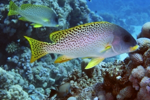 Plectorhinchus gaterinus