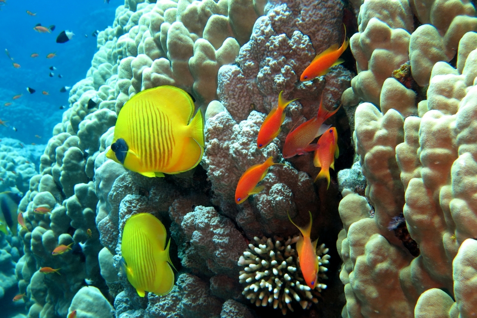 Chaetodon semilarvatus, Pseudanthias squamipinnis