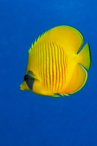 Chaetodon semilarvatus