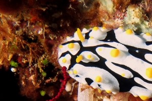 Phyllidia exquisita ou Phyllidia varicosa à déterminer