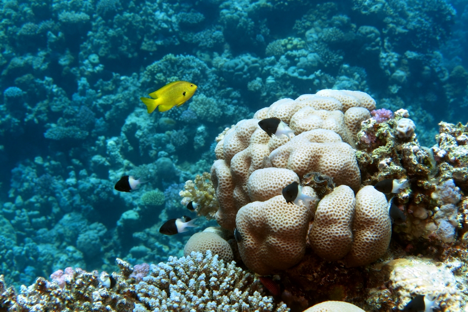 Pomacentrus sulfureus, Chromis dimidiata