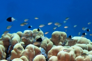 Chromis dimidiata, Chromis flavaxilla, Porites nodifera