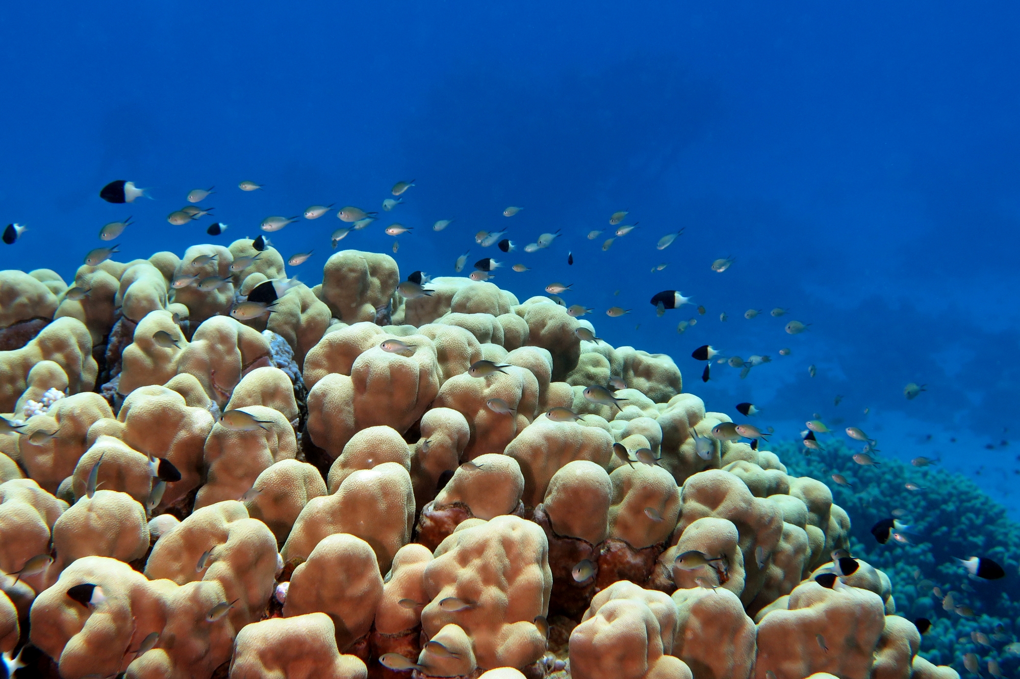 Chromis dimidiata, Chromis flavaxilla, Porites nodifera