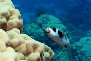 Arothron diadematus, Porites nodifera