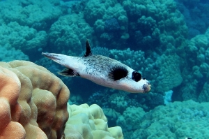 Arothron diadematus, Porites nodifera