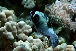 Arothron diadematus, Labroides dimidiatus, Porites nodifera