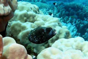 Arothron diadematus, Porites nodifera