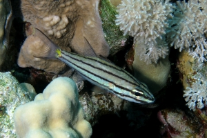 Cheilodipterus quinquelineatus