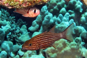 Cheilodipterus macrodon, Myripristis murdjan