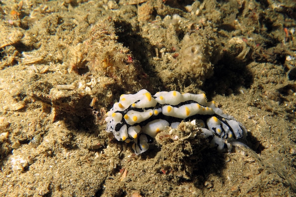 Phyllidia varicosa