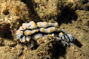 Phyllidia varicosa