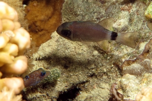 Nectamia (ou Apogon) annularis, Canthigaster pygmaea