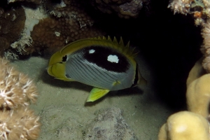 Chaetodon melannotus