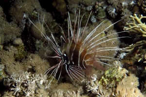 Pterois radiata