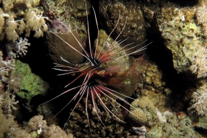 .Pterois radiata