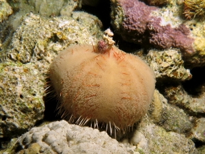 Asthenosoma marisrubri