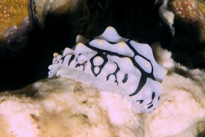 Phyllidia varicosa