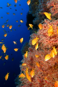 Pseudanthias squamipinnis