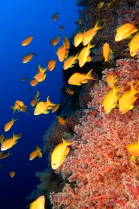 Pseudanthias squamipinnis