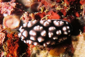 Phyllidiella pustulosa