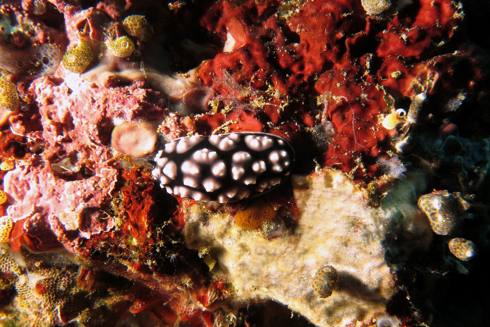 Phyllidiella pustulosa