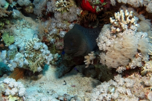 Gymnothorax javanicus