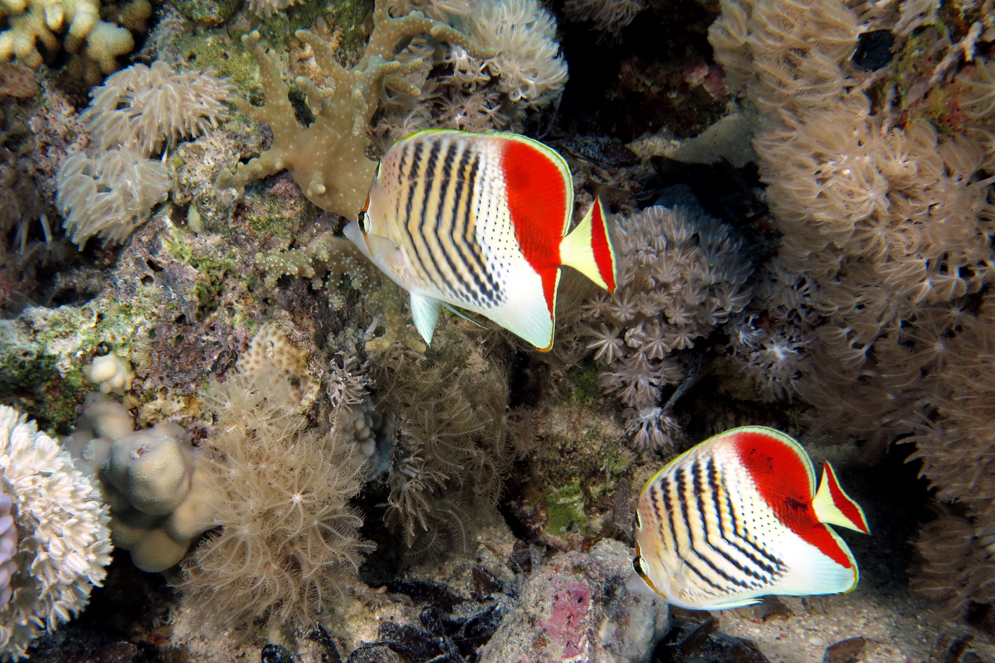 Chaetodon paucifasciatus