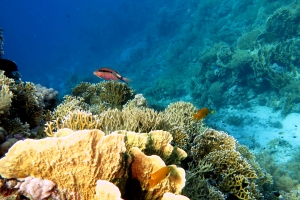 Millepora platyphylla, Millepora dichotoma, Parupeneus macronemus, Pomacentrus sulfureus