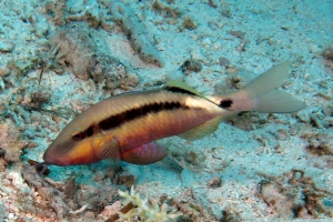 Parupeneus macronemus