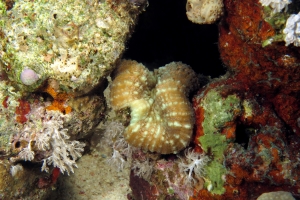 Lobophyllia ou Symphyllia