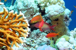 Pseudanthias squamipinnis, Millepora dichotoma