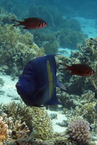 Pomacanthus maculosus, Chromis weberi