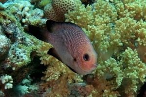 Dascyllus trimaculatus