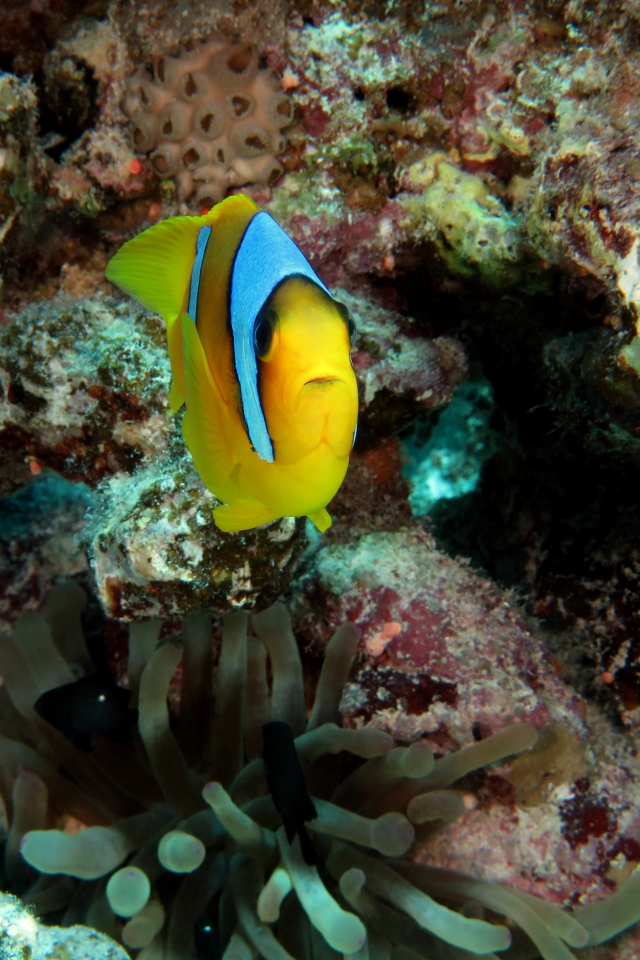 Amphiprion bicinctus