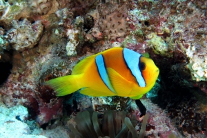 Amphiprion bicinctus