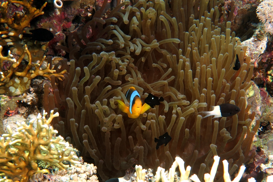 Amphiprion bicinctus, Chromis dimidiata, Dascyllus trimaculatus, Entacmaea quadricolor