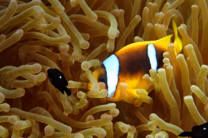 Amphiprion bicinctus, Dascyllus trimaculatus, Entacmaea quadricolor