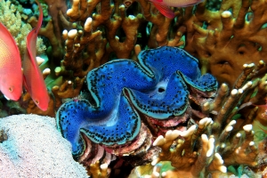 Tridacna, Millepora dichotoma, Pseudanthias squamipinnis