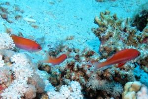 Pseudanthias taeniatus