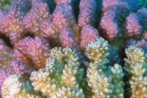 Pocillopora verrucosa